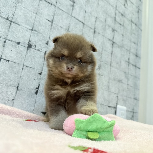 ポメラニアンご家族様募集中です! 犬の販売 9385