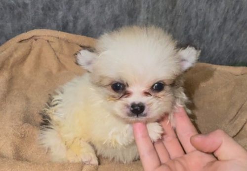 ポメラニアン 犬の販売・譲渡 9387 極小ポメラニアンパーティー男の子‼️