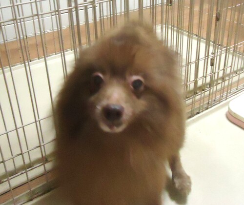ポメラニアン 犬の販売・譲渡 9388 希少色 チョコレート 男の子