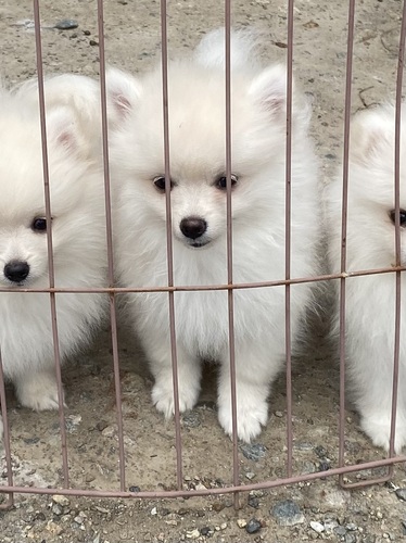 ポメラニアン 犬の販売・譲渡 9390 元気なポメラニアン