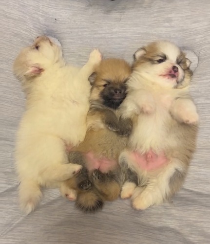 ポメラニアン 犬の販売・譲渡 9391 可愛い兄弟姉妹が産まれました。