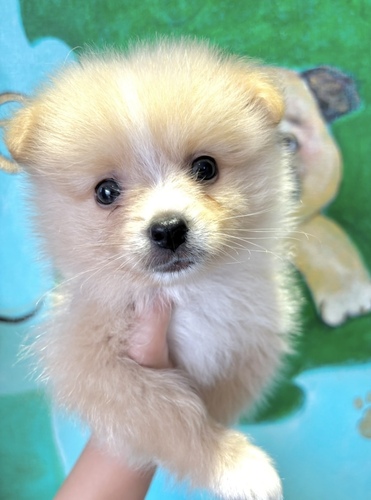 ポメラニアン 犬の販売・譲渡 9392 オレンジ&ホワイト 男の子