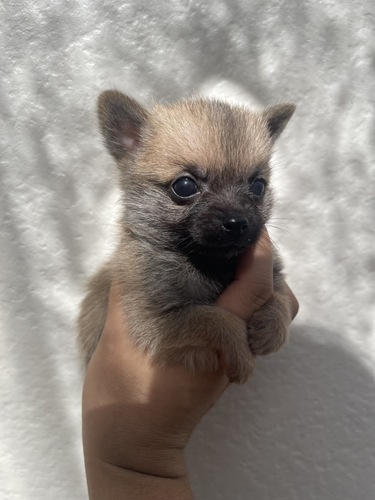 ポメラニアン 犬の販売・譲渡 9393 ポメとチワワのハーフくん