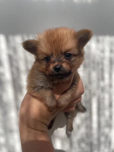 ポメラニアン 犬の販売・譲渡 9394 ポメとチワワのハーフちゃん