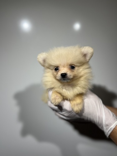 ポメラニアン 犬の販売・譲渡 9395 クリーム3398