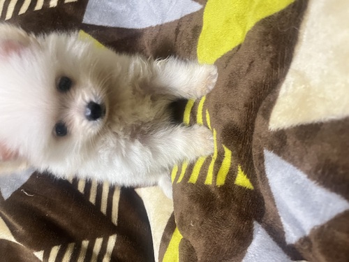 ポメラニアン 犬の販売・譲渡 9396 とても愛くるしい男の子