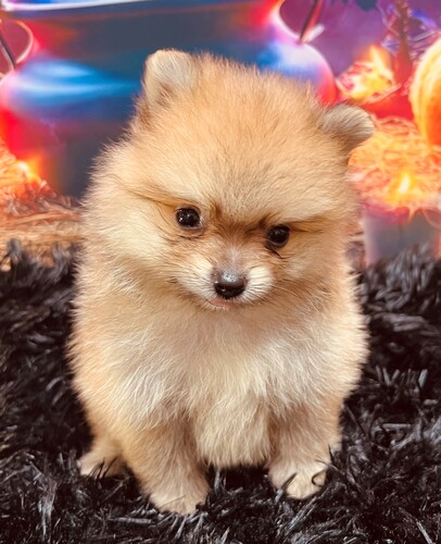 ポメラニアン 犬の販売・譲渡 9398 極小4兄妹♪超〜モフモフです♪