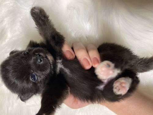 ポメラニアン 犬の販売・譲渡 9399 熊本ブラックポメラニアン