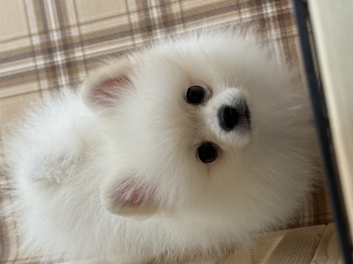 ポメラニアン 犬の販売・譲渡 9404 明るい性格の男の子