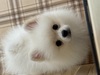 ポメラニアン 子犬 探す 明るい性格の男の子 9404