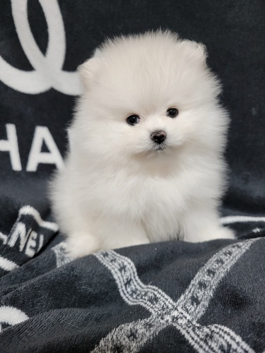 ポメラニアン 犬の販売・譲渡 9406 爆毛ポメ君