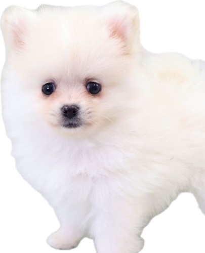 ���J�@�|�����j�A���z���C�g�j�̎q ���̔̔� 9408