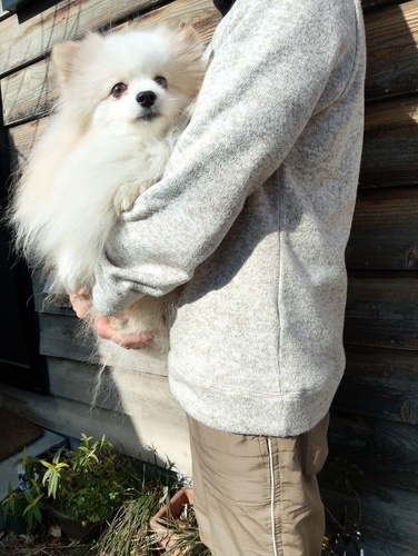ポメラニアン 犬の販売・譲渡 9410 チャオリア孫ホワイト男の子