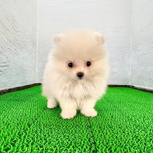 ポメラニアン 犬の販売・譲渡 9412 ポメラニアン(ポメGodちゃん)