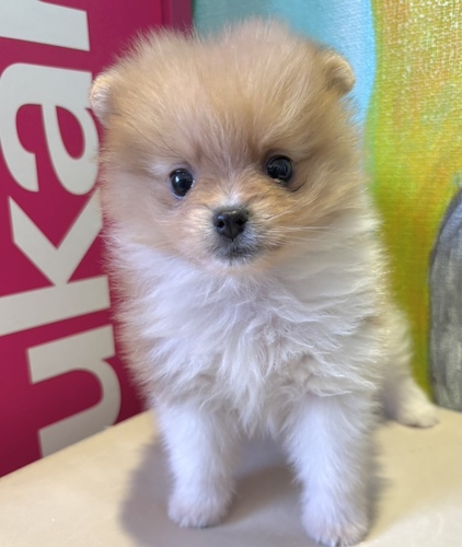 |jA  ̔̔En 9413 IWzCg@j̎q