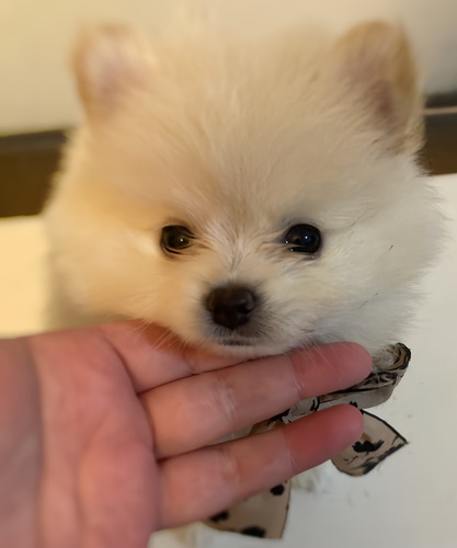 |jA  ̔̔En 9415 N[|jA