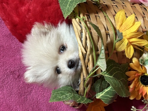 |jA  ̔̔En 9417 |jẢ̎q