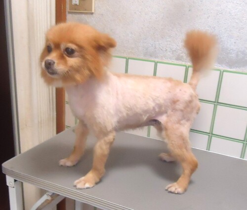 ポメラニアン 犬の販売・譲渡 9420 オレンジの女の子