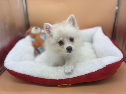 ポメラニアン 犬の販売・譲渡 9422 クリームの女の子