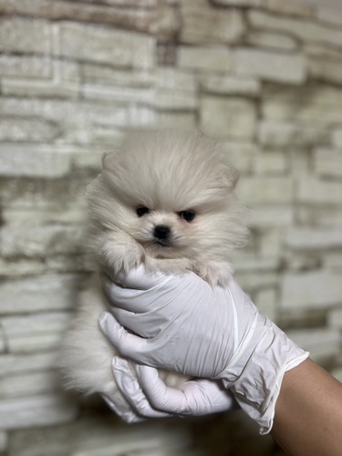 ポメラニアン 犬の販売・譲渡 9424 ホワイト3270