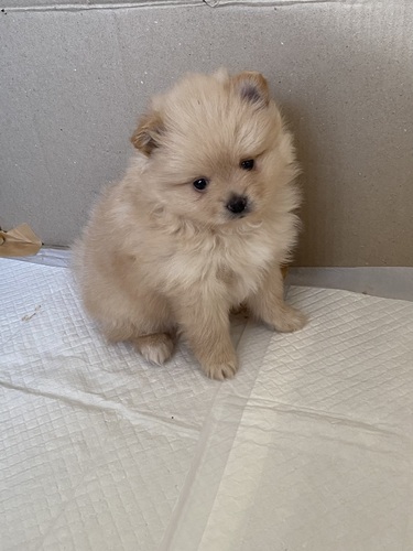 ポメラニアン 犬の販売・譲渡 9426 モコモコ オレンジ女の子