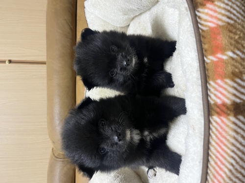 �|�����j�A��  ���̔̔��E���n 9427 ����4�Z��