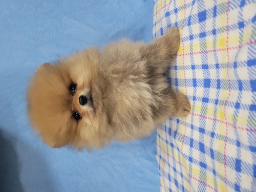 ポメラニアン 犬の販売・譲渡 9428 最高のポメラニアンです