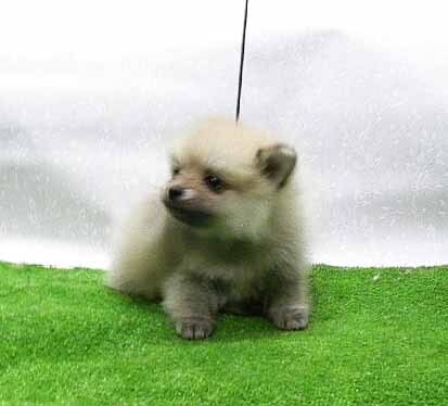 �|�����j�A��  ���̔̔��E���n 9431 �����|�����j�A��