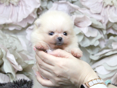 ポメラニアン 犬の販売・譲渡 9433 小さな爆毛ポメ☆とっても可愛い3兄妹