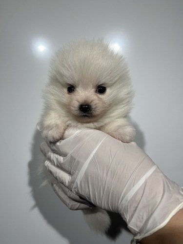 ポメラニアン 犬の販売・譲渡 9435 ホワイト1538
