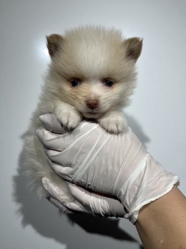 �|�����j�A��  ���̔̔��E���n 9436 �p�[�e�B�J���[�j�̎q