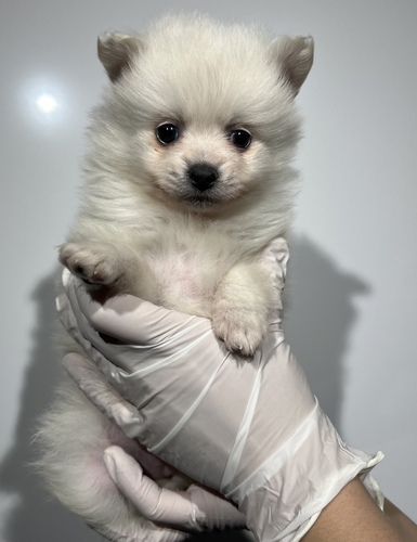 �|�����j�A��  ���̔̔��E���n 9437 �N���[�����̎q