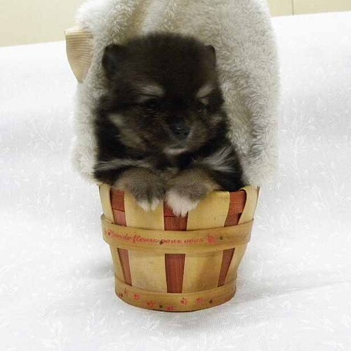 �|�����j�A��  ���̔̔��E���n 9438 ���ڂ߃p�b�`���̃|�����j�A���Z��