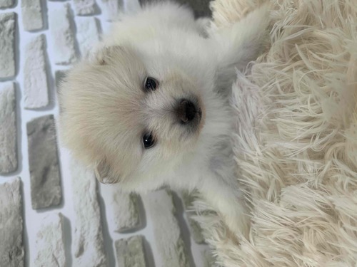 �|�����j�A��  ���̔̔��E���n 9439 �����|�����j�A��