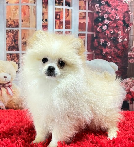 ポメラニアン 犬の販売・譲渡 9441 パーティカラー♪のんびり屋さんです♪