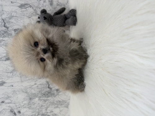 �|�����j�A��  ���̔̔��E���n 9442 �܂�łʂ�����݁B���}�����z�B