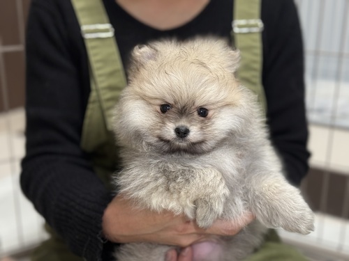 �|�����j�A��  ���̔̔��E���n 9443 ����2�����̃N���[���|�������^_^