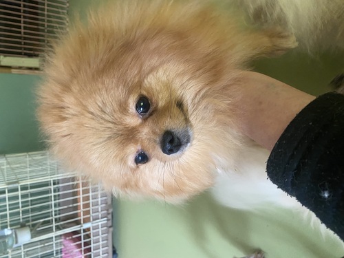 �|�����j�A��  ���̔̔��E���n 9444 2019�N���ۂ�����肳��