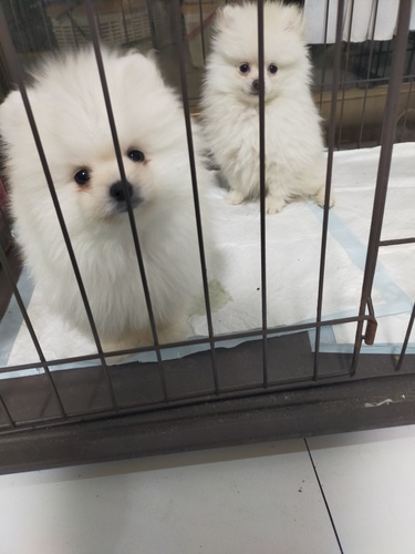 �|�����j�A��  ���̔̔��E���n 9445 �|�����j�A���N���[���j�̎q