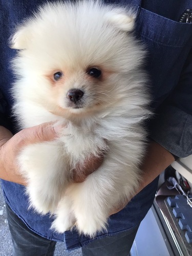 �|�����j�A��  ���̔̔��E���n 9448 �ʂ�����݂̂悤�Ȓj�̎q