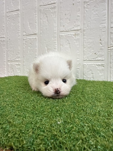 �|�����j�A��  ���̔̔��E���n 9449 �ʂ�����݂݂����ȉ���