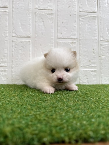 �|�����j�A��  ���̔̔��E���n 9450 �^�����ӂ�ӂ�E�����n�v�����Z�X