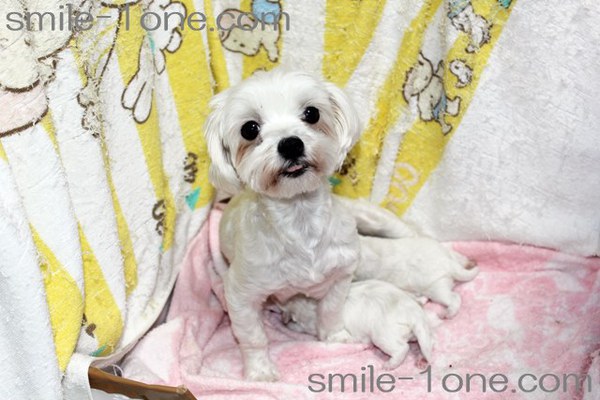 【見学地:本庄市】元気にスクスク成長中! 犬の販売 3810