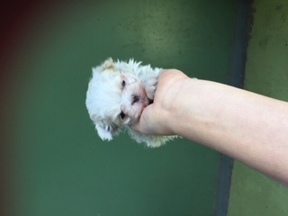 家族が決まりましたナノサイズのマルチーズ 犬の販売 3813