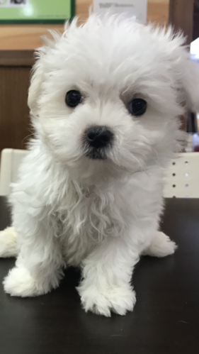 ◆愛嬌ある女の子◆ 犬の販売 3827