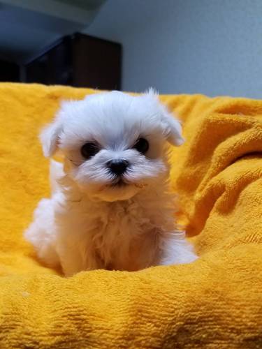 お顔がとても可愛い男の子です! 犬の販売 3832