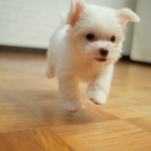 マルチーズの兄弟 7/20生まれ 犬の販売 3838