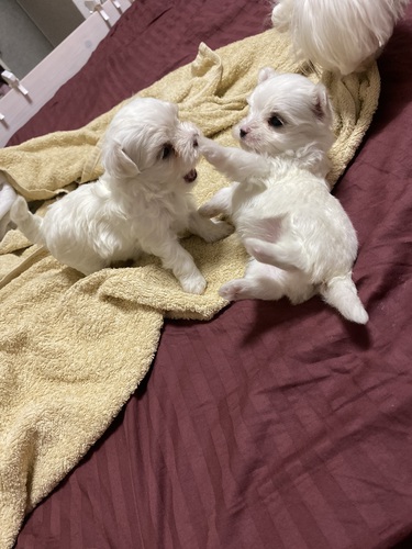 チャンピョンの子犬です。 犬の販売 3841