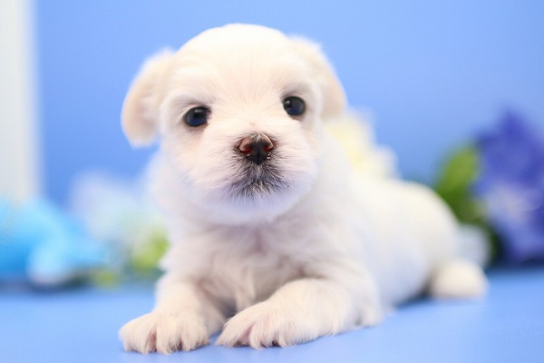 ふわもこ チビちび マルチーズ 犬の販売 3847