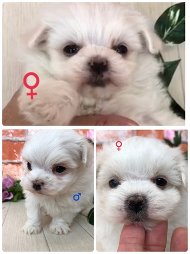 3兄妹で〜す(^-^) 犬の販売 3849